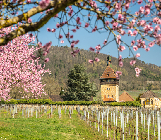 Mandelblüte am Geilweilerhof; Bild: CC-BY-SA Pfalz Touristik, Dominik Ketz Mandelblüte am Geilweilerhof; Bild: CC-BY-SA Pfalz Touristik, Dominik Ketz